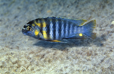 Tropheops sp. 'red cheek north' Cape Kaiser